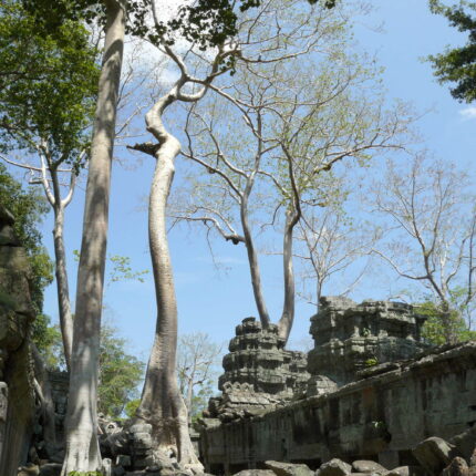 Cambodge Ta Prohm