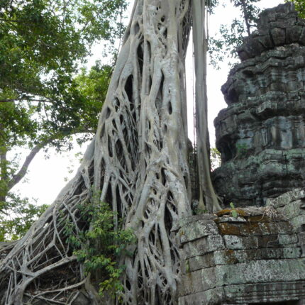 Cambodge Ta Prohm