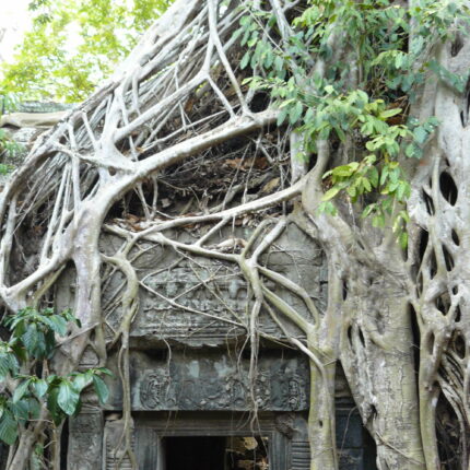 Cambodge Ta Prohm