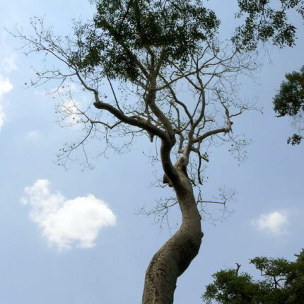 Cambodge Ta Prohm