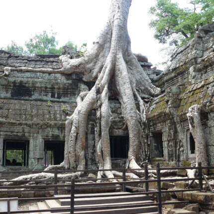 Cambodge Ta Prohm