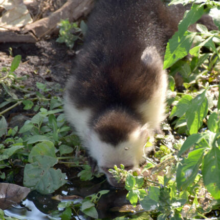 Nicaragua, Ometepe, singe capucin