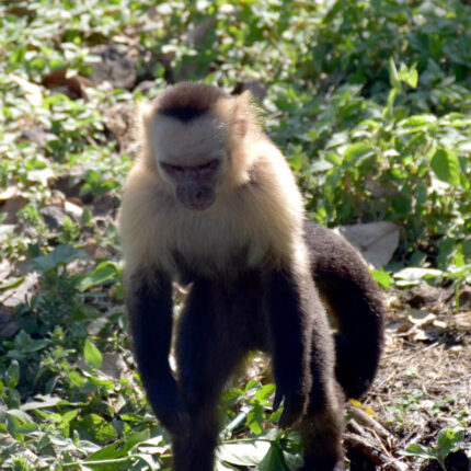 Nicaragua, Ometepe, singe capucin