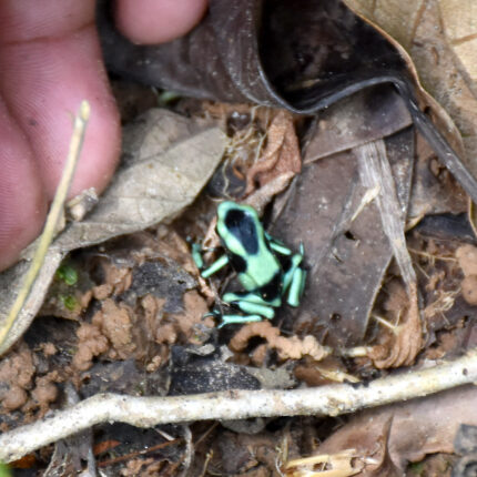 El Castillo Nicaragua, grenouille Dendrobatidae