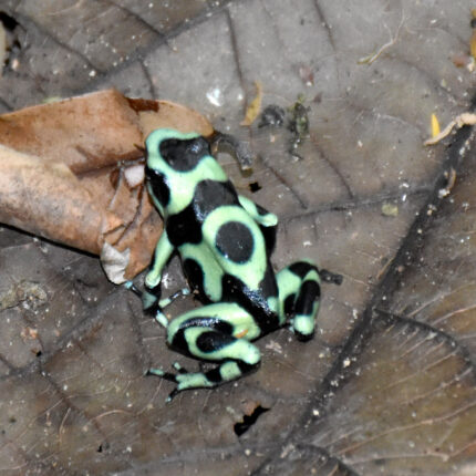 El Castillo Nicaragua, grenouille Dendrobatidae