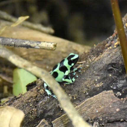 El Castillo Nicaragua, grenouille Dendrobatidae