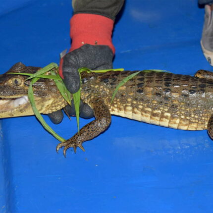 El Castillo Nicaragua jeune caiman