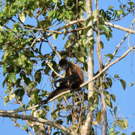 El Castillo Nicaragua, singe araignée