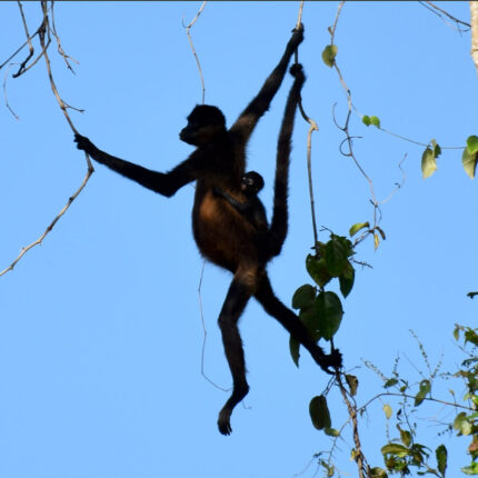 El Castillo Nicaragua, singe araignée et son petit