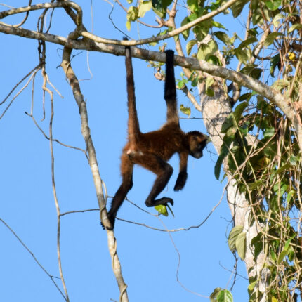 El Castillo Nicaragua, singe araignée et son petit