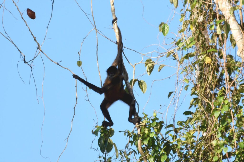 El Castillo Nicaragua, singe araignée et son petit