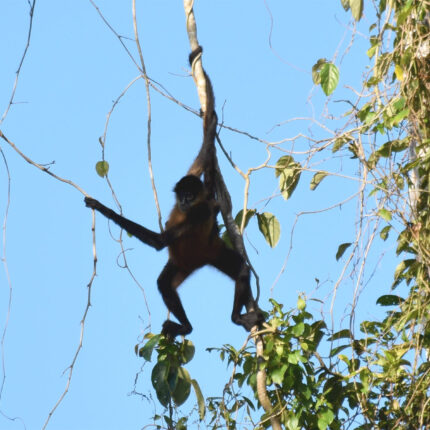 El Castillo Nicaragua, singe araignée et son petit