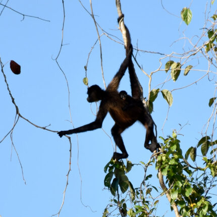 El Castillo Nicaragua, singe araignée et son petit