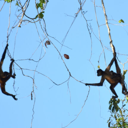 El Castillo Nicaragua, singe araignée et son petit