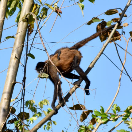 El Castillo Nicaragua, singe araignée et son petit