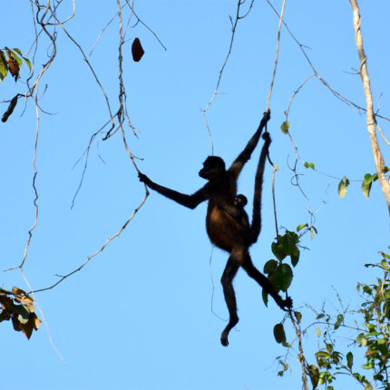 El Castillo Nicaragua, singe araignée et son petit