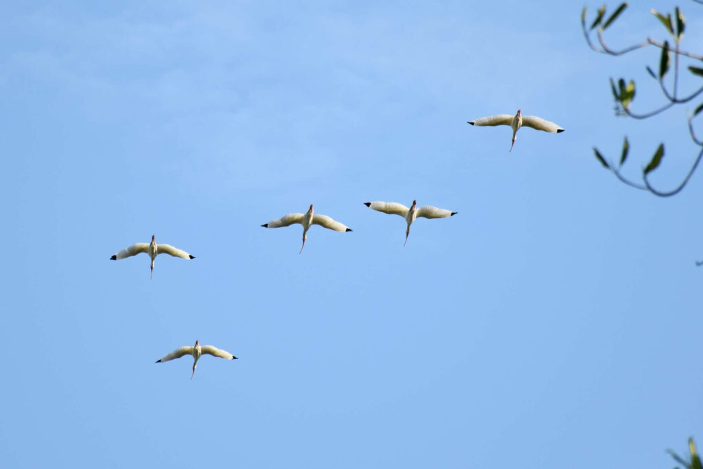 Las Penitas Nicaragua, groupe de hérons