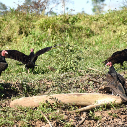 El Castillo Nicaragua, vautours Urubu à tête rouge