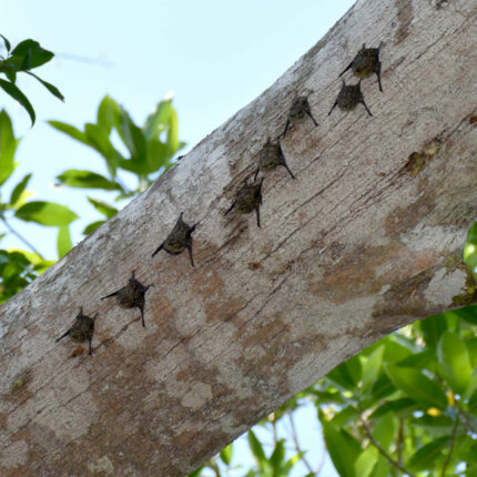 El Castillo Nicaragua, mini chauves-souris