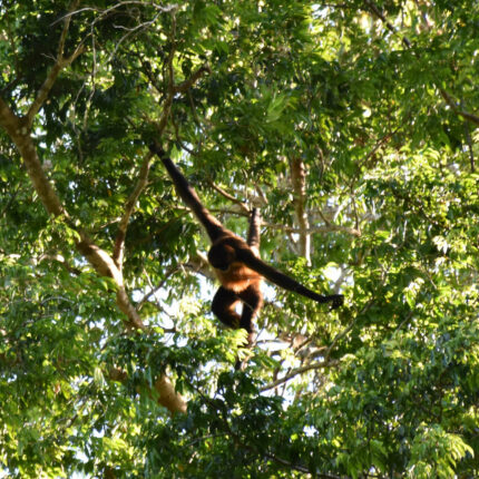 El Castillo Nicaragua, singe araignée