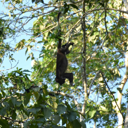 El Castillo Nicaragua, singe araignée