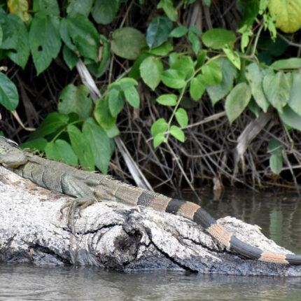 El Castillo Nicaragua, iguane