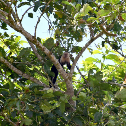 El Castillo Nicaragua, singe capucin