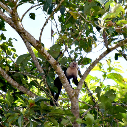 El Castillo Nicaragua, singe capucin