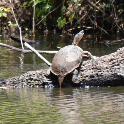 El Castillo Nicaragua, tortue