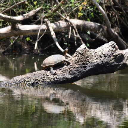 El Castillo Nicaragua, tortue