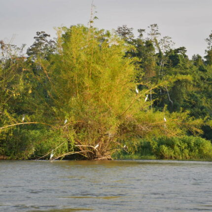 El Castillo Nicaragua, Fleuve Rio San Juan, hérons