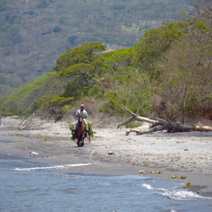 Nicaragua, Ometepe, cavalier sur la plage