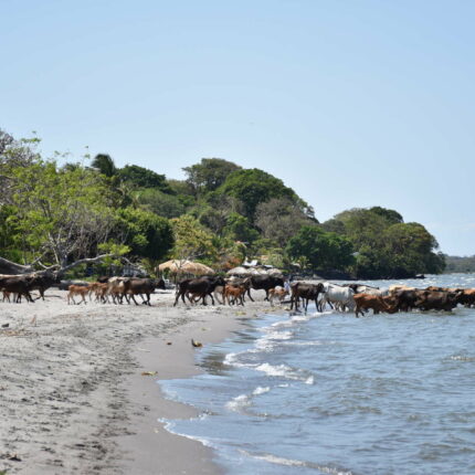 Ometepe, troupeau de vache s'abreuvant dans le lac