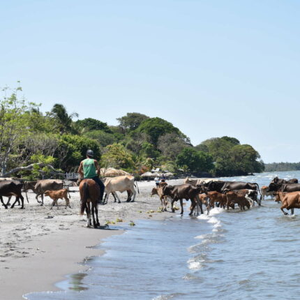 Nicaragua, Ometepe, troupeau de vache s'abreuvant dans le lac