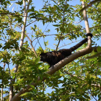 Nicaragua, Ometepe, singe hurleur